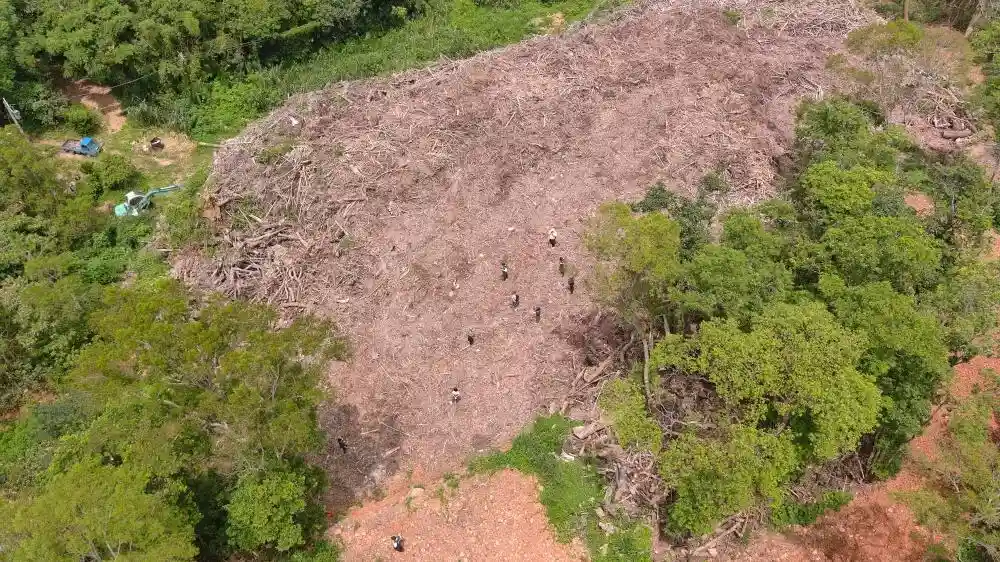 檢視「現場棄置廢樹枝_葉_情形」圖片
