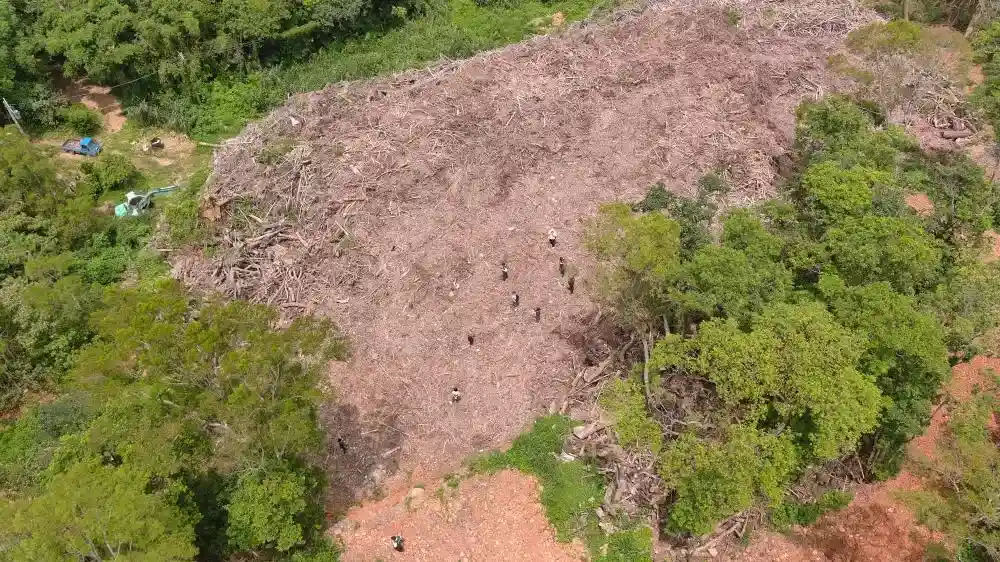 現場廢樹枝（葉）棄置情形