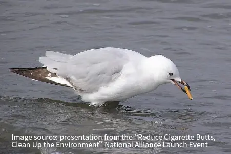 Cigarette butts entering the ocean harm marine life